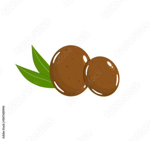Two Sapodilla Fruits with Leaves Vector (Manilkara zapota)