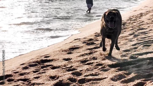 Playful Dog Running on Beach at Sunset in Slow Motion