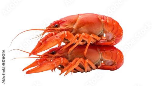 Photography Isolated Pair of Bright Red Crawfish Stacked on Top of Each Other and Ready to B