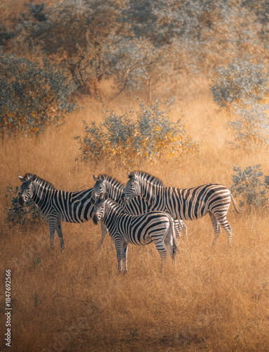 View of a dazzle of zebras standing amidst the golden savanna grasses under the soft light of the African sun, Hazyview, Mpumalanga, South Africa.