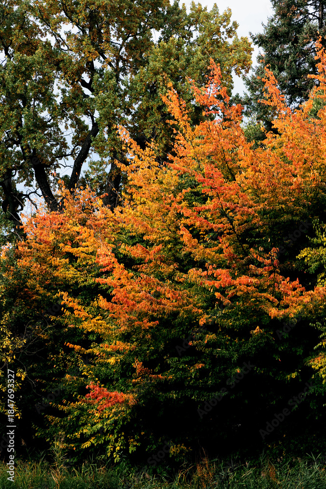 Naklejka premium colorful leaves of various trees at autumn