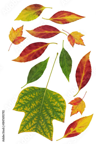 arrangement of autumnal various colorful leaves as pattern