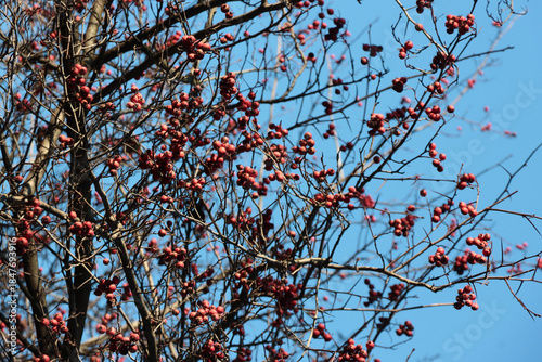 red fruits of Crataegus Crus-Galli decorative tree -Rosaceae Family
