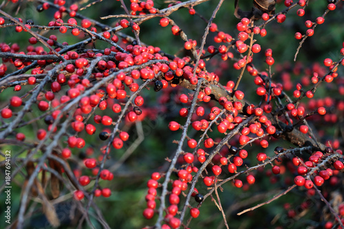 red small fruits of cotoneaster horizontalis bush at autumn