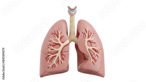 Φωτογραφία Isolated lung anatomy model showing bronchus and trachea for educational or medi