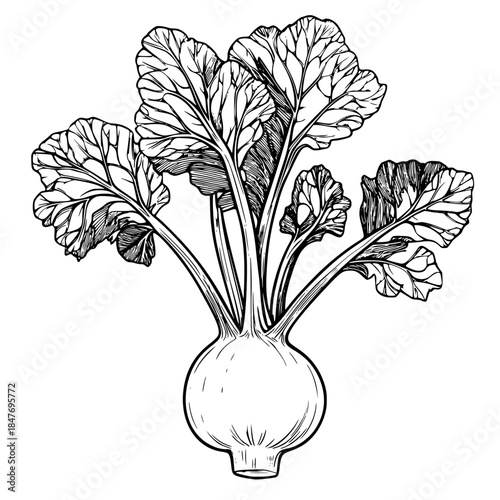 Art Nature: Kohlrabi's Leafy Silhouette | Clean, isolated vector art for creative projects.