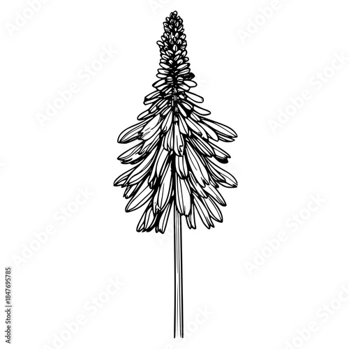 Vivid Flame Flowers: Silhouette Tribute | Clean, isolated vector art for creative projects.