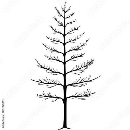 Silhouette Larch Tree White Background | Clean, isolated vector art for creative projects.