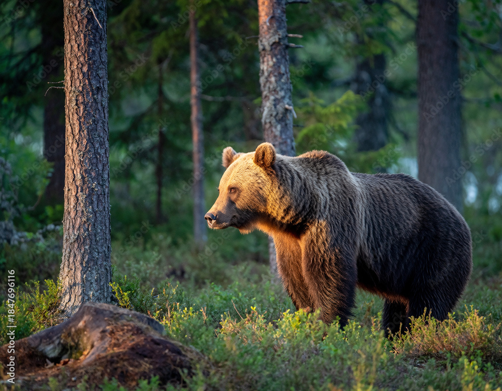 Fototapeta premium Majestic Brown Bear illuminated by golden hour light in a Finnish boreal forest
