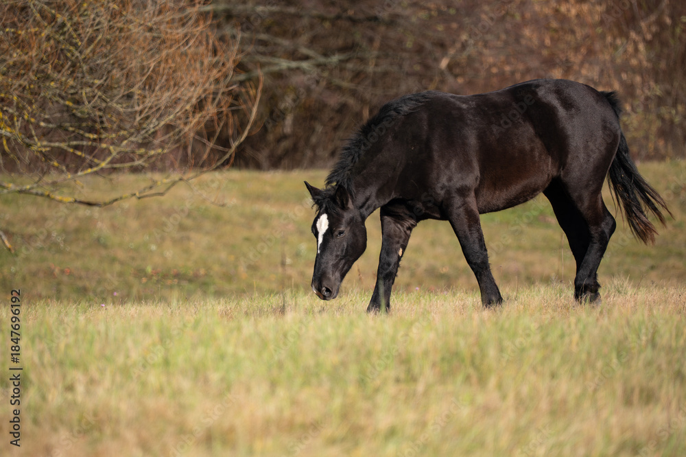 Naklejka premium horse in the field
