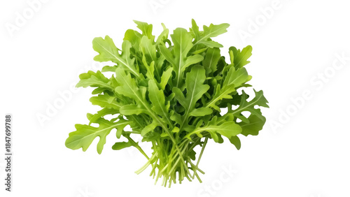 Isolated bunch of fresh organic arugula salad vegetable for cooking and healthy eating
