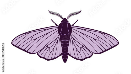 butterfly isolated on white