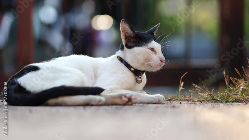 Relaxed White and Black Tuxedo Cat Lying Down on Ground with Warm Afternoon Sunlight