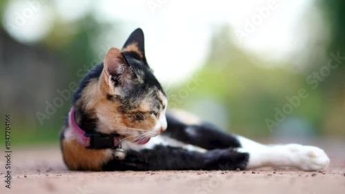 Charming Calico Cat Licking and Grooming its Fur on a Sunny Path