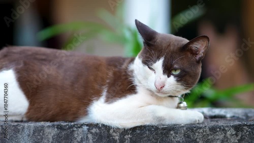 Calm Brown and White Cat Resting on a Stone Wall with Serene Expression