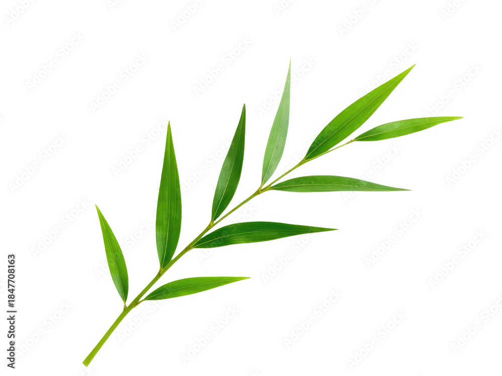 Fototapeta premium A close-up shot of a single green leaf against a white background, perfect for use in scientific or educational contexts.transparent background