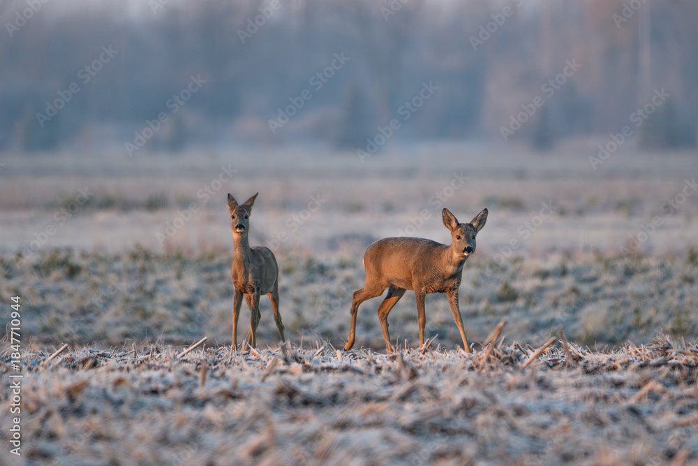 Obraz premium Two Roe Deer in a Misty Frosted Field at Dawn