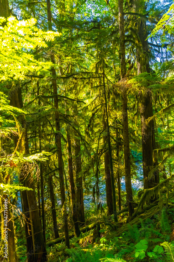Fototapeta premium Lush green forest and river flowing on vancouver island, british columbia