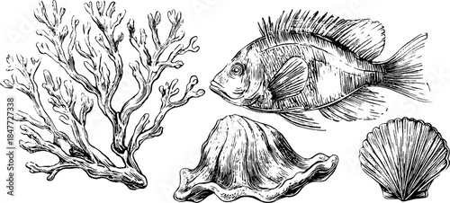 Vintage coral, fish, and shells engraved illustration set for retro design