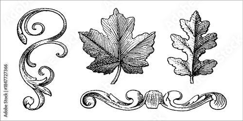 Vintage acanthus leaf engraving set for design and decoration projects