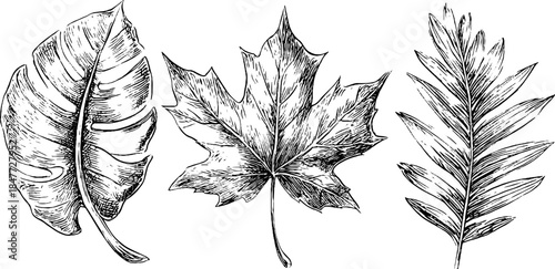 Vintage engraved leaf illustrations set featuring antique nature designs for artistic creations