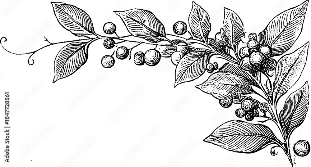 Fototapeta premium Vintage botanical illustration of corn plant: engraved set for design and decoration