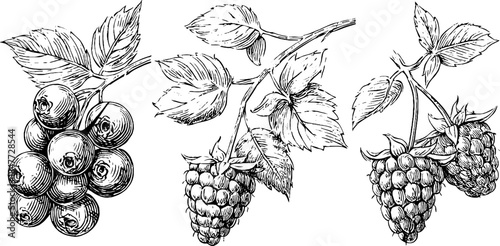 Vintage engraved blueberry and raspberry illustration set for artistic design