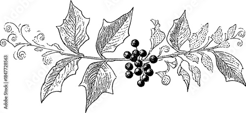 Vintage botanical illustration set featuring corn and leaf details for design use