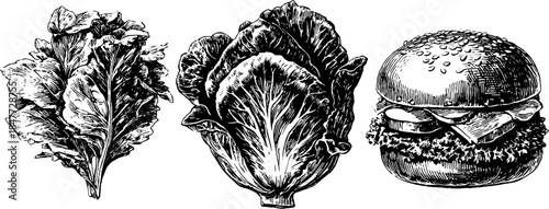 Vintage engraved illustration set of lettuce and burger for retro design