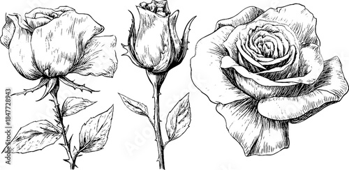 Vintage engraved rose illustrations set - hand drawn floral designs for retro art projects