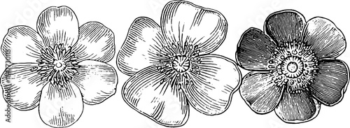 Vintage illustration of three blooming flowers in hand drawn engraved style for retro design