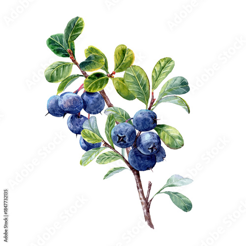 Watercolor pinted rich branch with blueberries and leaves