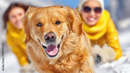 Wallpaper Mural Golden retriever dog and people playing in snow outdoors winter day Torontodigital.ca