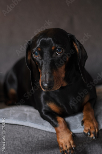 Dachshund portrait, beautiful black dachshund