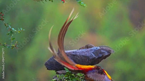Golden pheasant stepping down from rock in forest environment