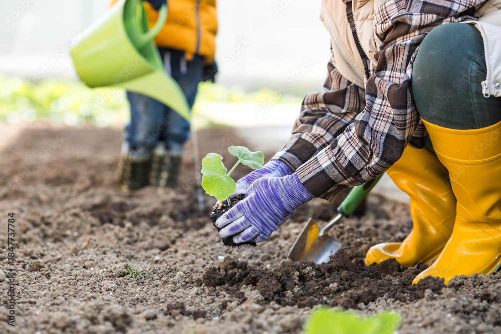 Fototapeta premium A young boy and an elderly woman are planting vegetables in a garden. Pumpkin and squash seedlings are being planted in the ground. The concept of spring vegetable planting and agriculture.