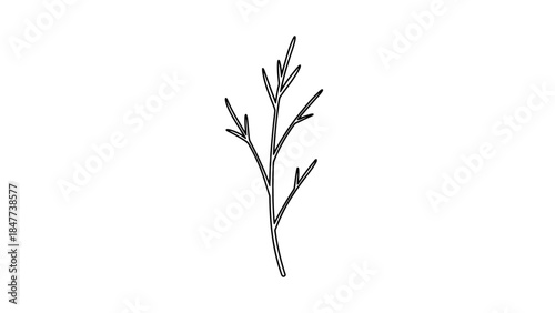 grass isolated on white background