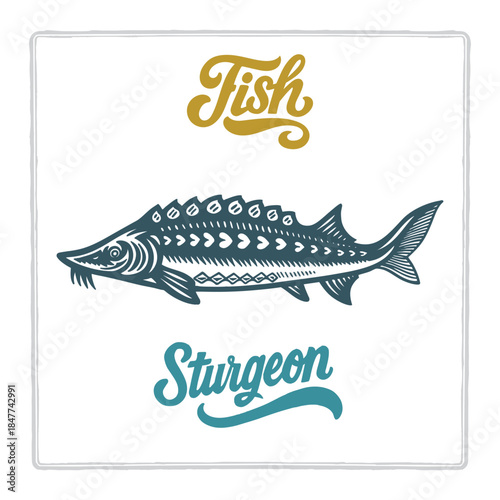 Hand drawn Sturgeon fish illustration in vintage engraving style with fish lettering. Perfect for seafood design, restaurant branding, menus, labels, posters, and packaging. Part of set.