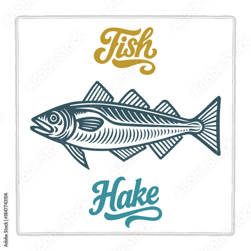Hand drawn Hake fish illustration in vintage engraving style with fish lettering. Perfect for seafood design, restaurant branding, menus, labels, posters, and packaging. Part of set.