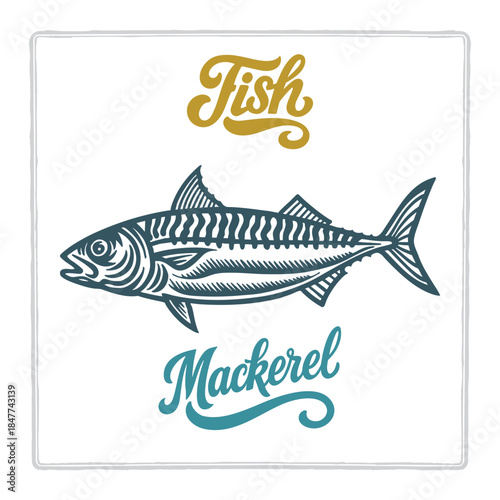 Hand drawn Mackerel fish illustration in vintage engraving style with fish lettering. Perfect for seafood design, restaurant branding, menus, labels, posters, and packaging. Part of set.