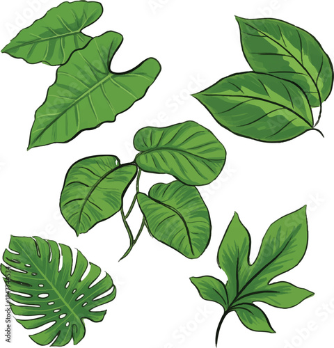 green leaves isolated on white