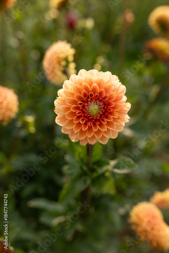 Big beautiful flower in the garden. Dahlia in peach, apricot and orange tones, Sylvia, in the field. Flower farm concept. 
