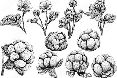 Set of Cloudberry vector, engraving illustration. Organic berry superfood. Hand drawn icon for label, poster, packaging design	
