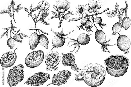 Hand drawn garden wild rose, rosehip, dog rose, sweetbriar vector, engraving illustration. Outline linear hand drawn floral design element.	