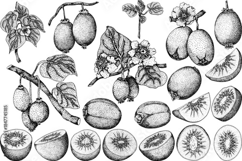 actinidia, kiwi fruit, kiwifruit, Actinidia deliciosa, stipple illustration, dotwork, black and white, botanical drawing, fruit anatomy, cross section, longitudinal section, kiwi seeds, fuzzy skin