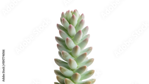 Sedum pachyphyllum succulent plant isolated PNG, jelly bean plant with fleshy leaves on transparent background for botanical design