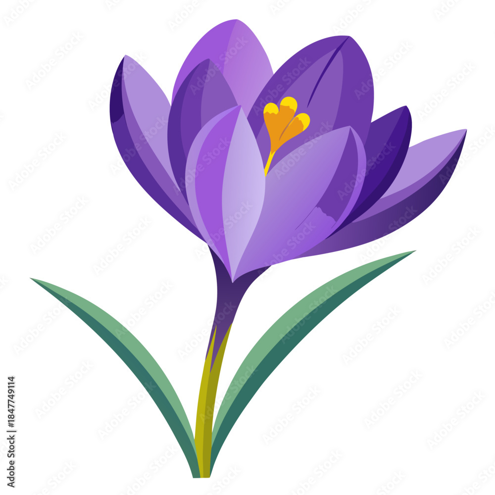 Naklejka premium crocus flower on white background