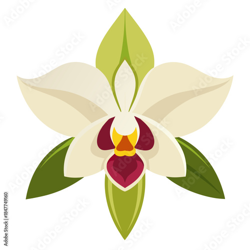 dendrobium orchid flower on white background