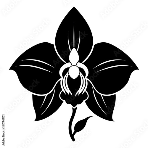 dendrobium orchid flower silhouette on white background