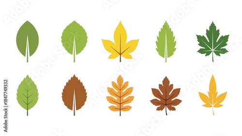 A beautiful collection of diverse autumn leaves in various colors and shapes